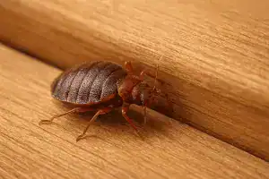 Bed bug pest control identification card