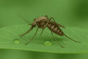 Mosquito pest control identification card