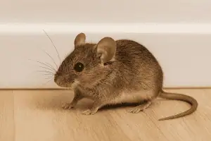 Rodent pest control identification card